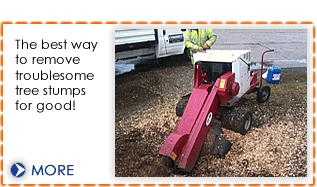 Stump grinding from Dial a Digger in Hampshire