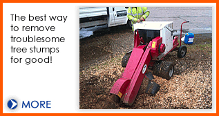 Stump grinding Hampshire